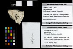 Foto (Objekt + Etiketten) von Isopoda indet. 